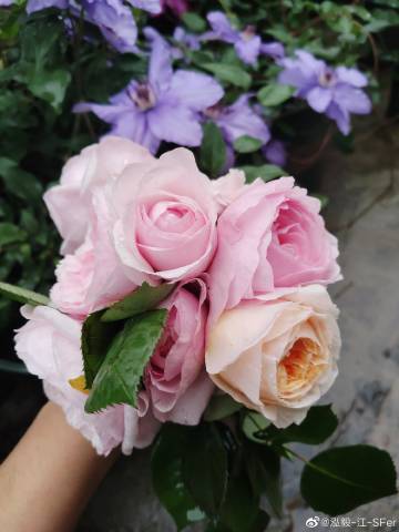 芯茹芷谁的微博